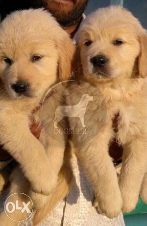 B One Big month old Golden Retriever male and female puppies