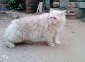 Beige And White Persian Cat