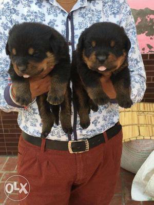 Big head top quality Rottweiler puppies available