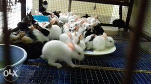 Big size rabbits available