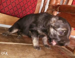 Black And Tan German Shepherd Puppy Wtsp no. 