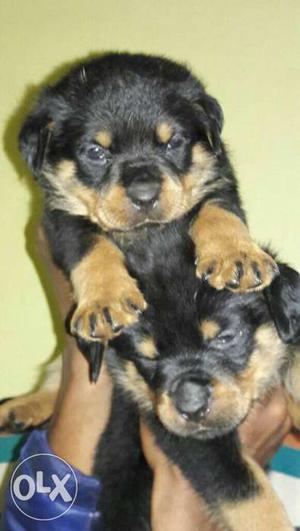 Black And Tan Rottweiler male n female pups