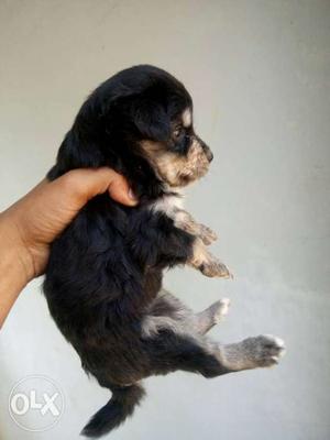 Black And Tan Short Coated Puppy