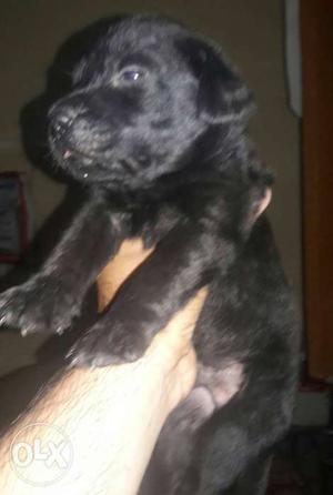 Black Labra Male Puppy Pure Quality Pupp Male