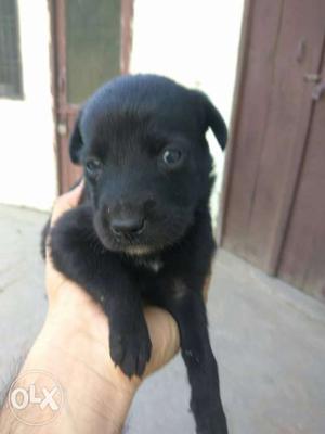 Black Labrador Retriever Puppy Mix