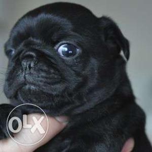 Black Pug Puppy pure breed 32 days old puppies.