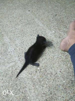 Black Short Coated Kitten