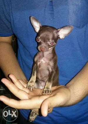 Black Smooth Chihuahua Puppy