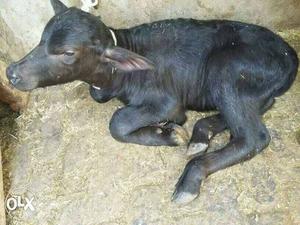 Black buffalo 14 ltr milk with 5 day female calf