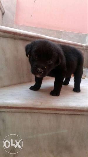 Black lab male 1 month nd 3 days full active only