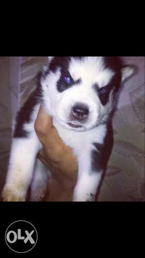 Blue colour eye siberian husky pups available