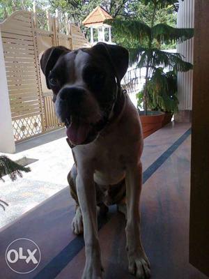 Boxer male 5 year old