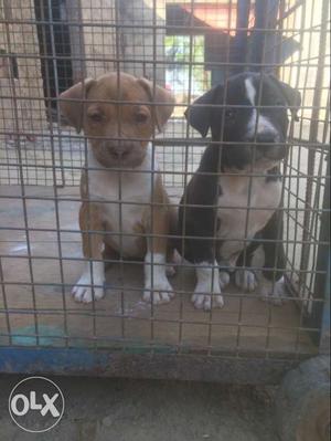 Brown And Black American Pitbull Puppies