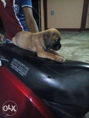 Bullmastive male puppy available at lowest price