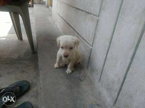 Cute lab puppy's for sale 3 for 