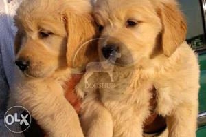 Dark Big color and duble coat Golden Retriever Puppies B