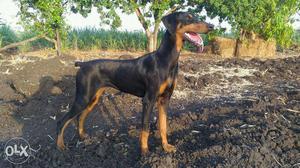 Dob.7 month female sale or exchange rott male