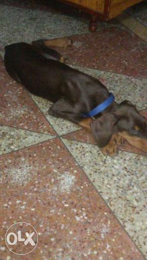 Doberman puppy for sale Everything has done all the