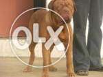 Dogo argentino-kennel--French mastiff-pupps very healthy