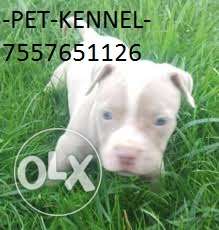 Dogo argentino-kennel-quality and very helthy bull mastiff