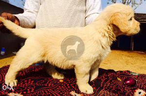 Dogshub Big kennel Golden Retriever puppy available B