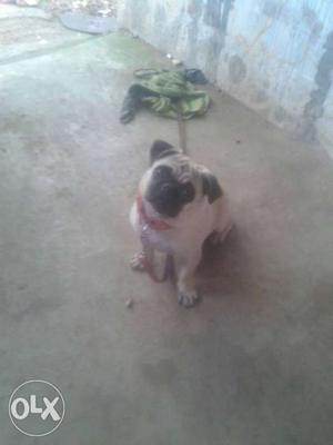 Fawn Pug In Kottarakkara