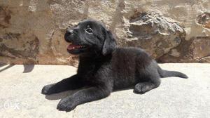Female Black Labrodor puppy 35 days old