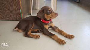 Female Doberman Puppy 45 days old Full active for