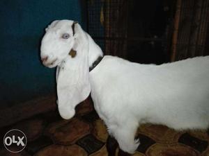 Female Jamunpari goat kid, Good breed line.