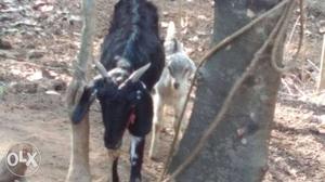 Female goat with male child