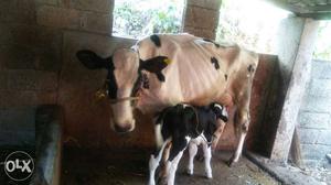 First delivery Hf cow delivered 3 days ago with male calf