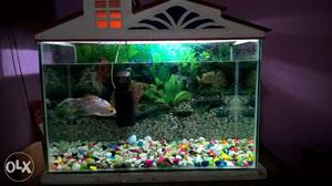 Fish tank sell in good condition,with one
