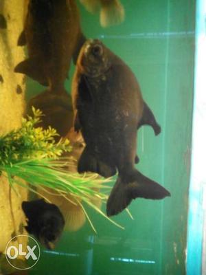 For sale.. Big size pacu fish(more than 30cms) long