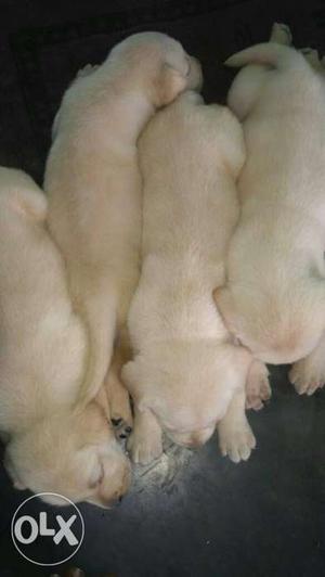 Four Yellow Labrador Puppies
