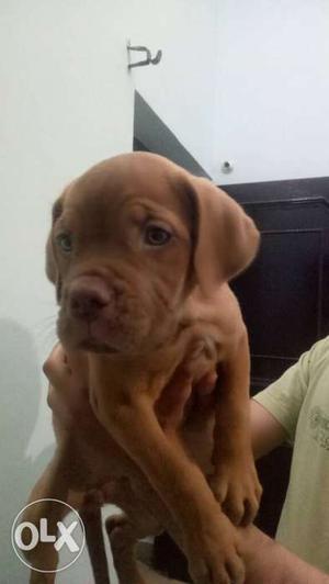 French Mastiff Female For Sale, First Vaccination