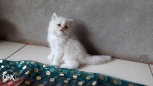 Full white kittens for sale