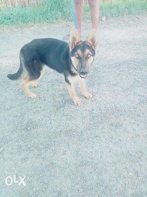 German Shepherd Female 5 months.