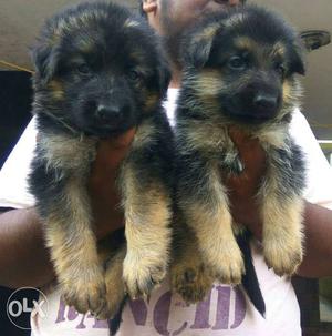 German Shepherd double coat puppies available