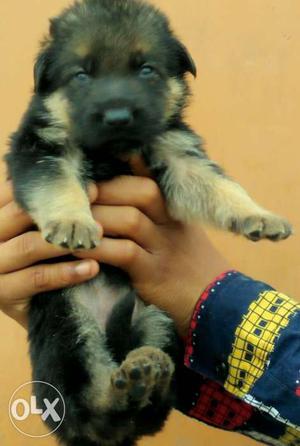 German Shepherd pup - for sell - at affordable