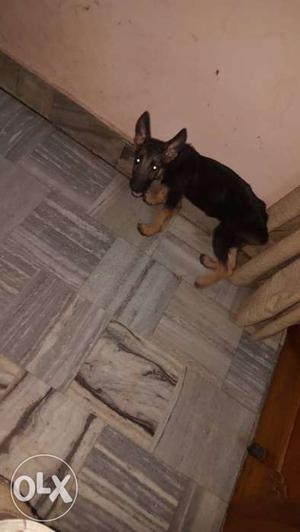 German shepherd female 3 months single coat