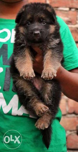 German shepherd puppy for sell at best price range