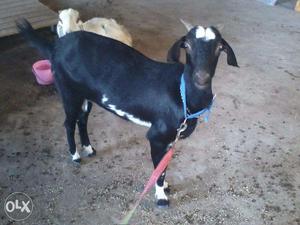 Goat pure black barbar with one kota male