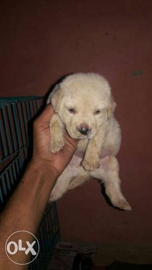 Golden Labrador pure quality available.