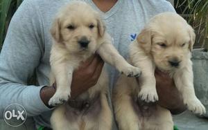 Golden Retriever 2 male pup puppies for sell at
