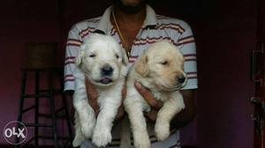 Golden Retriever 21 days old puppies. Bookings