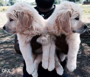Golden Retriever Big 4 male 3 female puppies in Rajasthan B