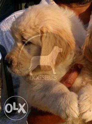 Golden Retriever Big Female and male pups best price in