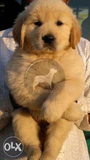 Golden Retriever Big babies available with fully Active B