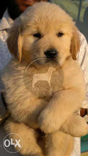 Golden Retriever Big male papi or fimale papi for sell B