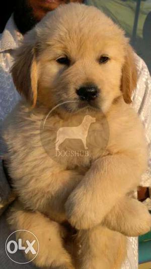 Golden Retriever Big normal male and female puppies B